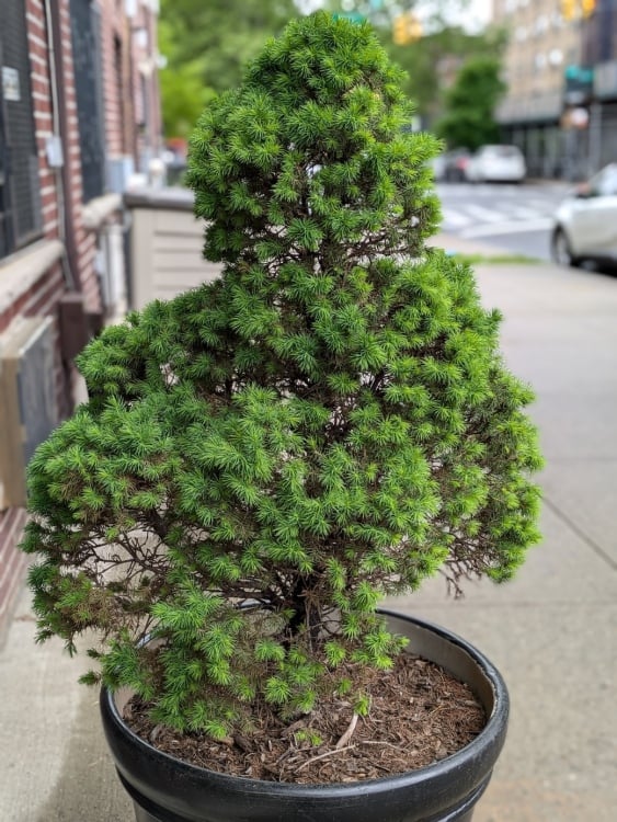 Portrait mode shot of plant on Pixel 8a