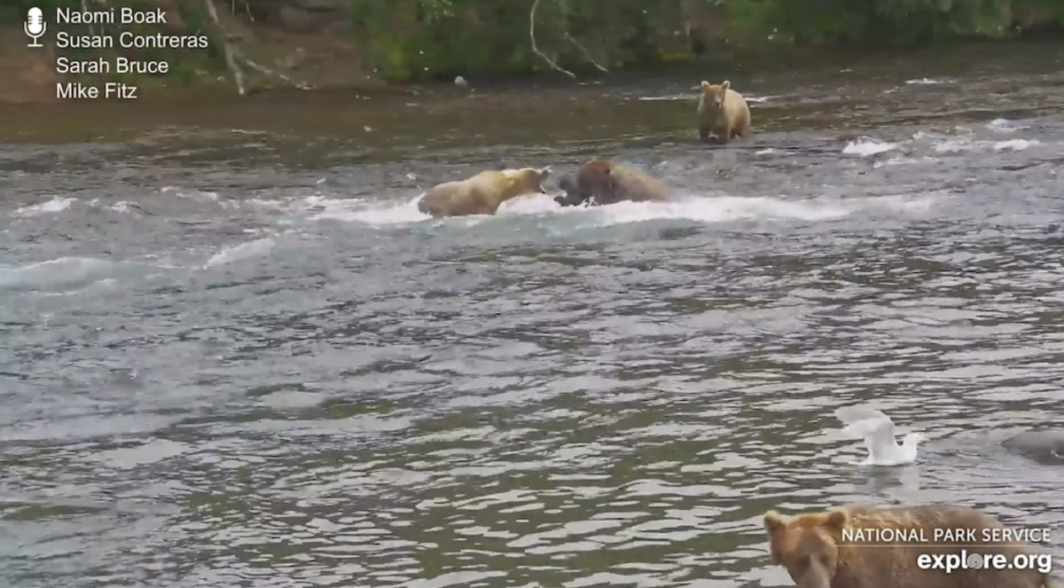 In this screenshot from the livestream, the cub appears to be in Chunk's jaws, while Grazer (on left) aggressively seeks to intimidate Chunk.