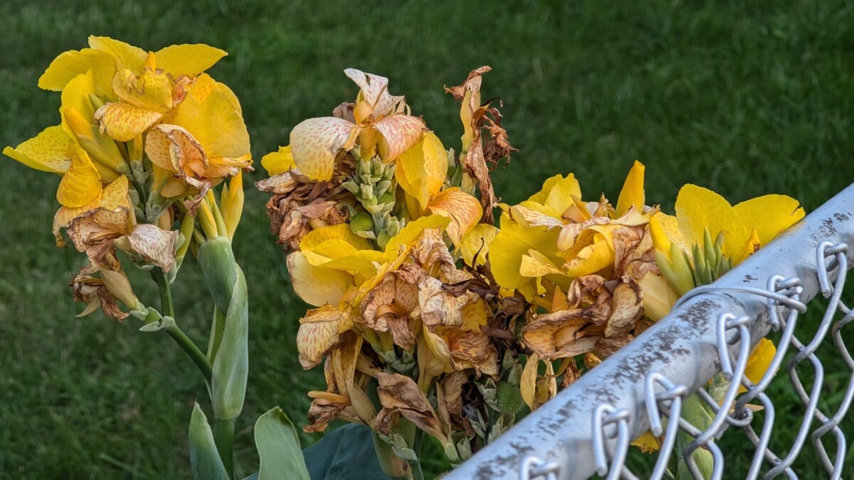 Photograph of yellow flowers behind a fence, taken on a Google Pixel 9 Pro XL.