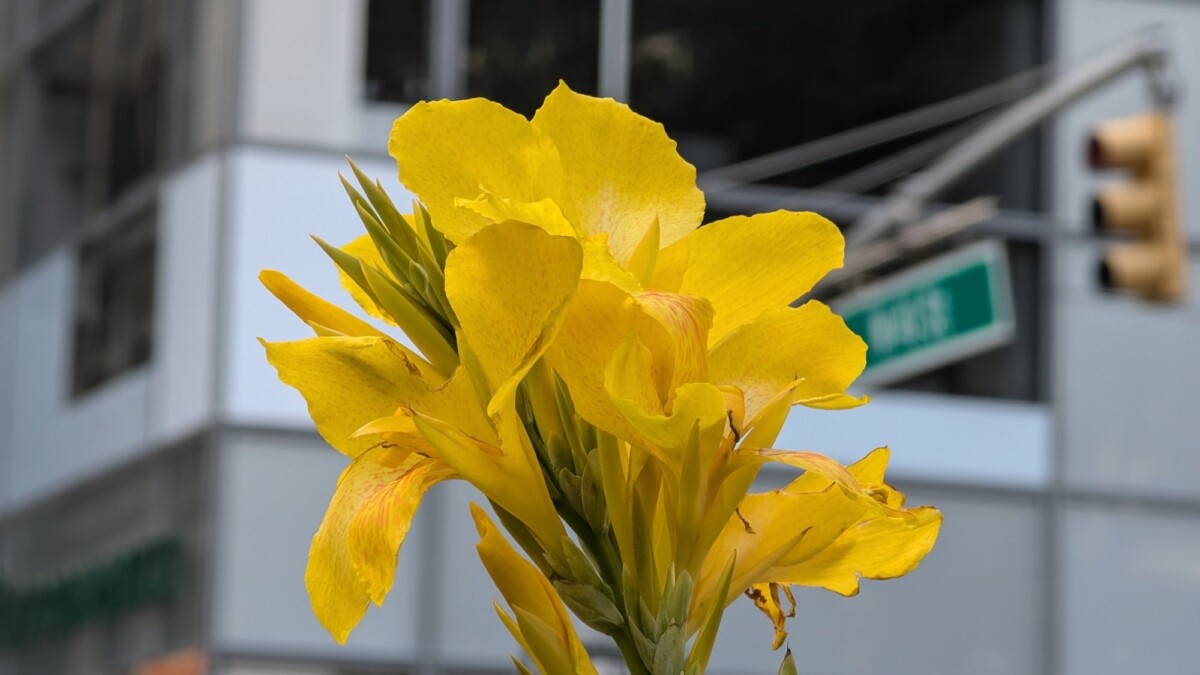 Yellow petals at NYC