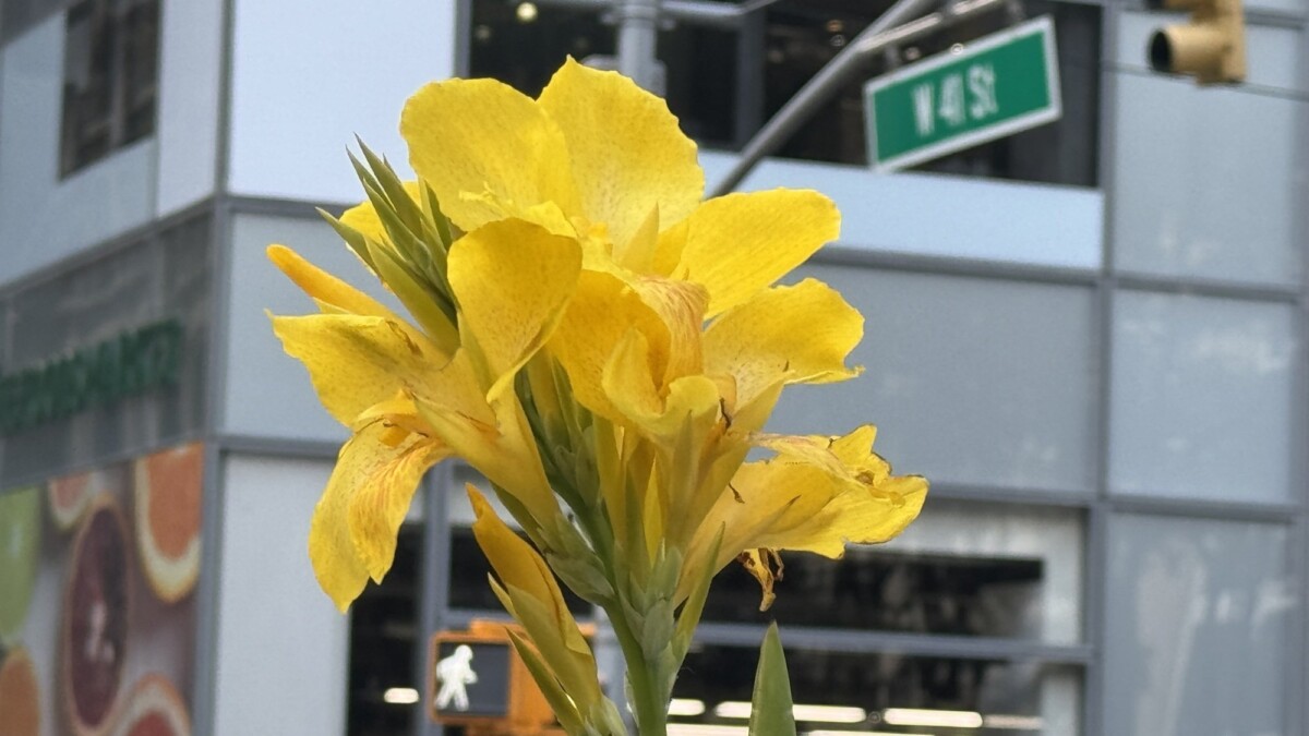 Yellow petals at NYC