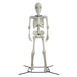 Steve the Poseable Skeleton on white background