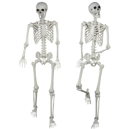 Xonor Poseable Skeleton on white background