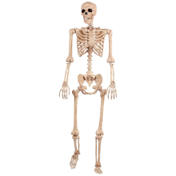 Crazy Bonez Pose-N-Stay Life Size Skeleton on white background