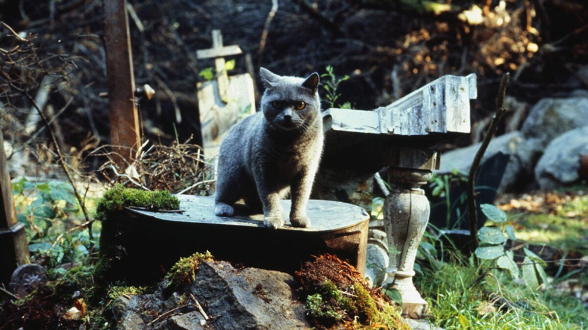 A cat sits on in a graveyard.