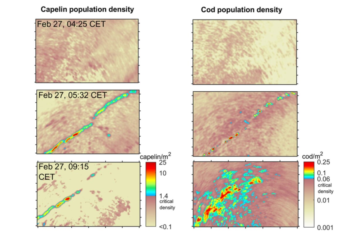 The acoustic maps show quickly forming and evolving shoals of both capelin and Atlantic cod.