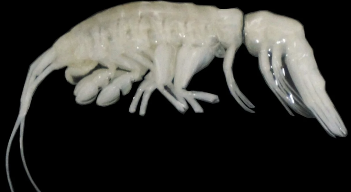 The newly discovered deep sea predator, Dulcibella camanchaca.