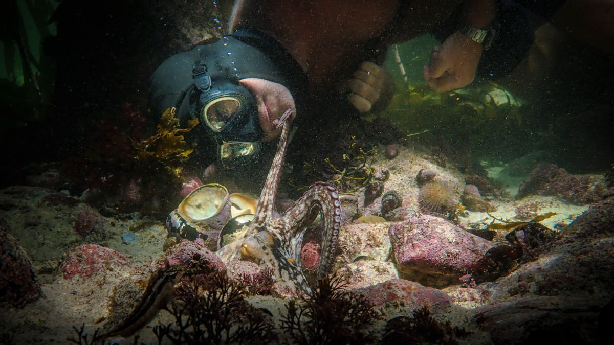 A scuba diver swims next to a small octopus. 